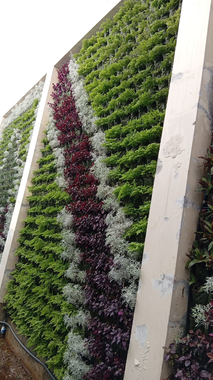 JARDINES VERTICALES